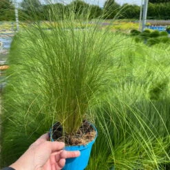 Pflanzenset 'Spätsommer-Gold' Gelb-orange, Topf-Ø 12 Cm, 4er-Set -LECHUZA || Wagner Verkaufsgeschäft 0319100517 Stipa tenuissima Ponytails 3er Set T12 3 122452