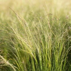 Pflanzenset 'Spätsommer-Gold' Gelb-orange, Topf-Ø 12 Cm, 4er-Set -LECHUZA || Wagner Verkaufsgeschäft 0319100517 Stipa tenuissima Ponytails 3er Set 2 107950