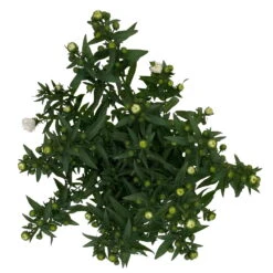 Aster Novi-belgii, Weiss Gefüllt, Topf-Ø 12 Cm, 6er-Set 13 Aster Novi-belgii, Weiss Gefüllt, Topf-Ø 12 Cm, 6er-Set -LECHUZA || Wagner Verkaufsgeschäft 0319200001 Aster novi belgii T12 weiss gefuellt 3er Set WS 5 95808