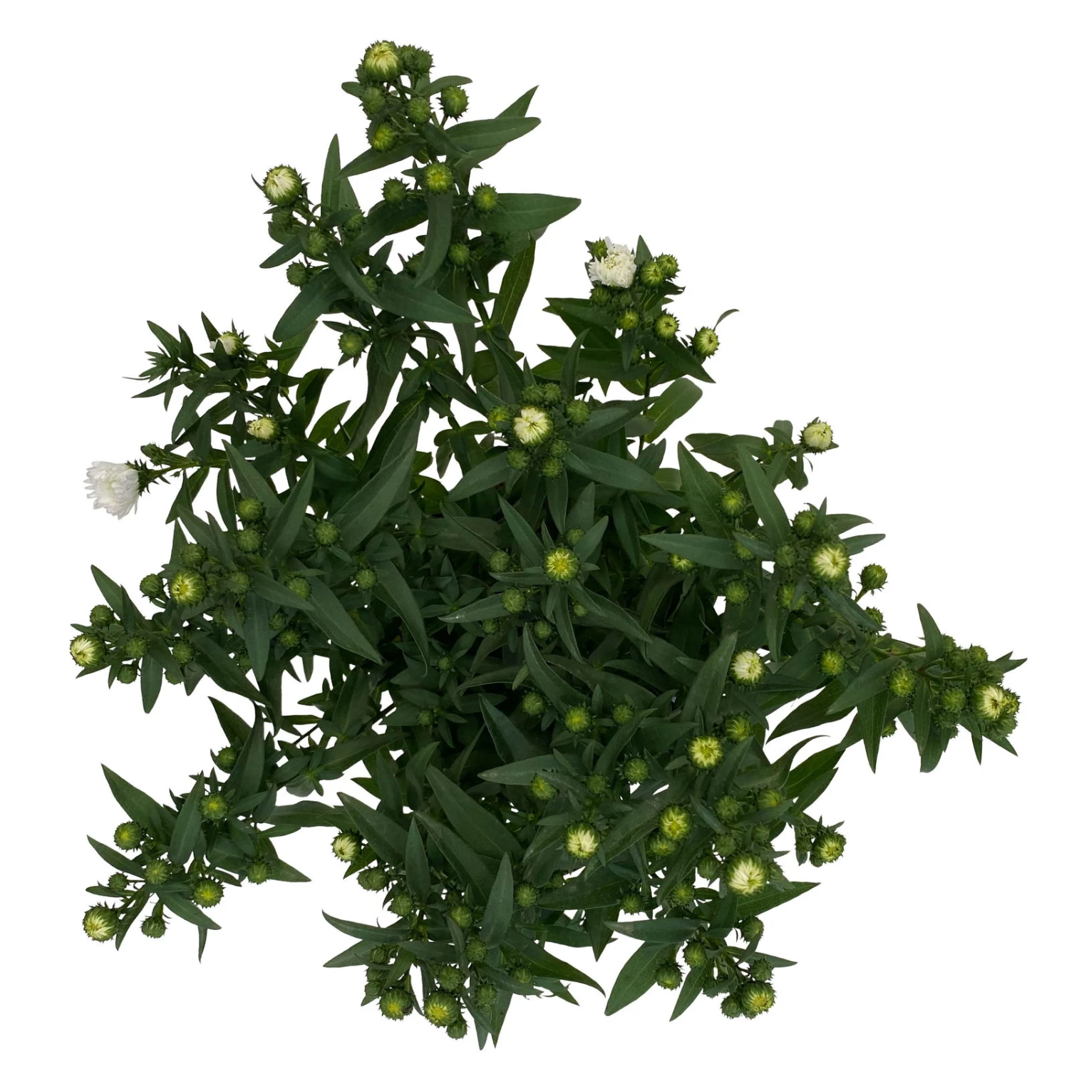 Aster Novi-belgii, Weiss Gefüllt, Topf-Ø 12 Cm, 6er-Set 7 Aster Novi-belgii, Weiss Gefüllt, Topf-Ø 12 Cm, 6er-Set – Bild 5