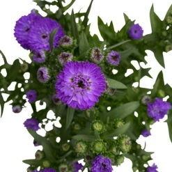 Aster Novi-belgii, Blau Gefüllt, Topf-Ø 12 Cm, 3er-Set -LECHUZA || Wagner Verkaufsgeschäft 0319200003 Aster novi belgii T12 blau gefuellt 3er Set WS 6 95815