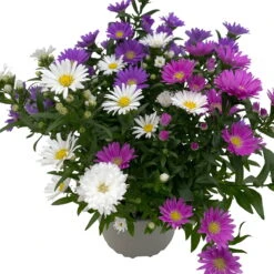 Aster Novi-belgii 'Trio', 3er-Set, Weiß-rosa-blau, Topf 12/13 Cm Ø -LECHUZA || Wagner Verkaufsgeschäft 0319200007 Aster novi belgii gefuellt Trio weiss rosa blau 3er Set WS 3 95822