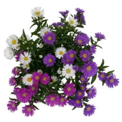 Aster Novi-belgii 'Trio', 3er-Set, Weiß-rosa-blau, Topf 12/13 Cm Ø -LECHUZA || Wagner Verkaufsgeschäft 0319200007 Aster novi belgii gefuellt Trio weiss rosa blau 3er Set WS 4 95823