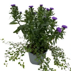 Aster & Mühlenbeckia, 3er-Set, Blau Gefüllt, Topf 12/13 Cm Ø -LECHUZA || Wagner Verkaufsgeschäft 0319200010 Aster novi belgii Muehlenbeckia blau 3er Set WS 3 95828