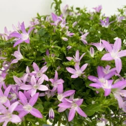 Hängepolster-Glockenblume 'Adansa® Pink' Rosa, Topf-Ø 15 Cm, 3er-Set -LECHUZA || Wagner Verkaufsgeschäft 0319200070 Campanula posch Adansa pink rosa 3er Set 5 111167