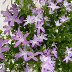 Hängepolster-Glockenblume 'Adansa® Pink' Rosa, Topf-Ø 15 Cm, 3er-Set -LECHUZA || Wagner Verkaufsgeschäft 0319200070 campanula poschaskyana adansa pink rosa 3 125039