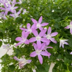 Hängepolster-Glockenblume 'Adansa® Pink' Rosa, Topf-Ø 15 Cm, 3er-Set -LECHUZA || Wagner Verkaufsgeschäft 0319200070 campanula poschaskyana adansa pink rosa 4 125038
