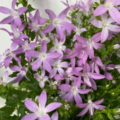 Hängepolster-Glockenblume 'Adansa® Pink' Rosa, Topf-Ø 15 Cm, 3er-Set -LECHUZA || Wagner Verkaufsgeschäft 0319200070 campanula poschaskyana adansa pink rosa 5 125041