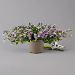 Hängepolster-Glockenblume 'Adansa® Pink' Rosa, Topf-Ø 15 Cm, 3er-Set -LECHUZA || Wagner Verkaufsgeschäft 0319200070 campanula poschaskyana adansa pink rosa f 126067