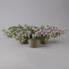 Hängepolster-Glockenblume 'Adansa® Pink' Rosa, Topf-Ø 15 Cm, 3er-Set -LECHUZA || Wagner Verkaufsgeschäft 0319200070 campanula poschaskyana adansa pink rosa t 126066