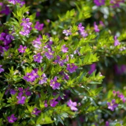 Japanische Scheinmyrte Lila/rosa, Topf-Ø 11 Cm, 6er-Set