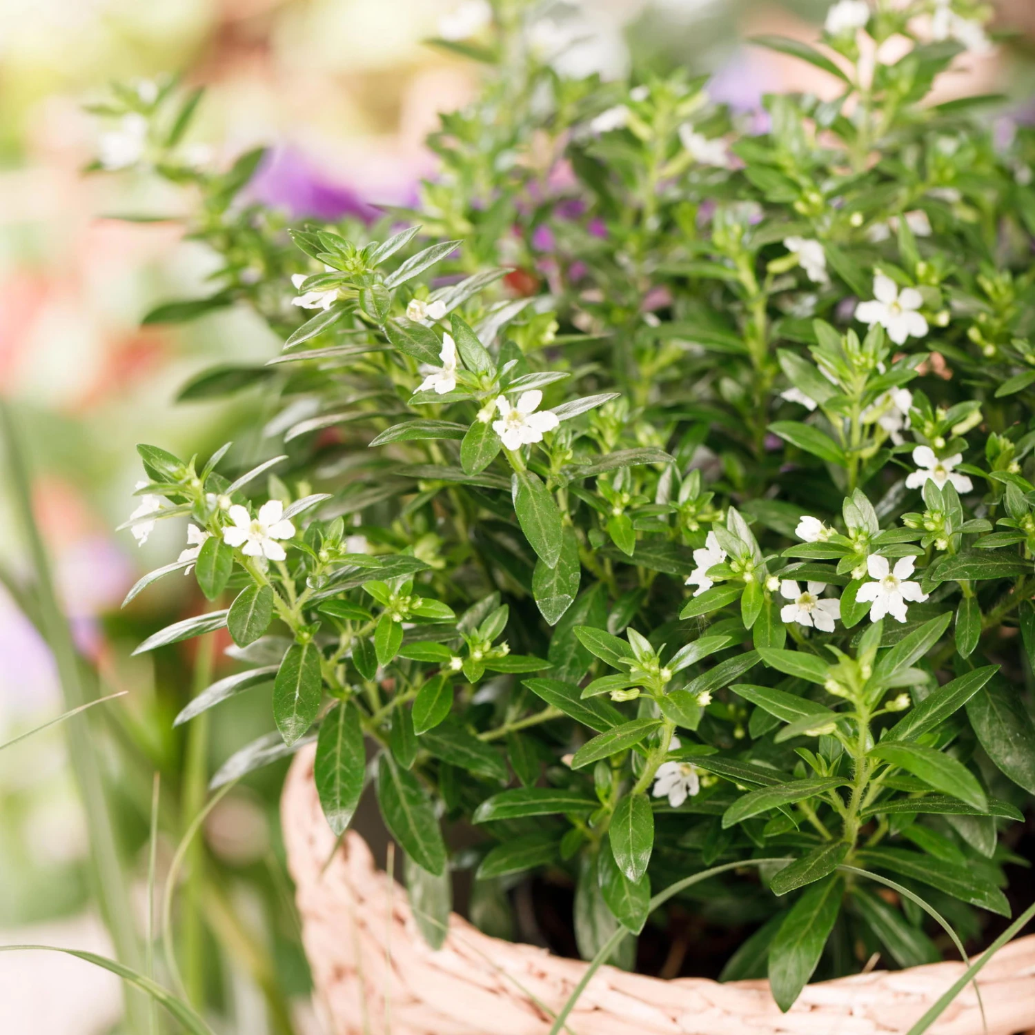 Japanische Scheinmyrte, 6er-Set, Cuphea Hyssopifolia, Weiß, Topf 11 Cm Ø 3 Japanische Scheinmyrte, 6er-Set, Cuphea Hyssopifolia, Weiß, Topf 11 Cm Ø