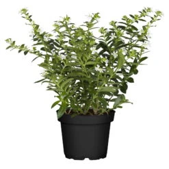 Japanische Scheinmyrte, 6er-Set, Cuphea Hyssopifolia, Weiß, Topf 11 Cm Ø 12 Japanische Scheinmyrte, 6er-Set, Cuphea Hyssopifolia, Weiß, Topf 11 Cm Ø -LECHUZA || Wagner Verkaufsgeschäft 0610103452 Cuphea T11 weiss Set 3Stueck 74330