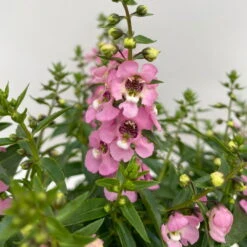 Angelonia Rosa, Topf-Ø 12 Cm, 6er-Set -LECHUZA || Wagner Verkaufsgeschäft 0610103602 Angelonia T12 rosa 6er Set WS 3 95673