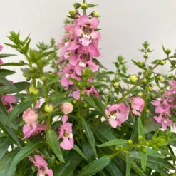 Angelonia Rosa, Topf-Ø 12 Cm, 6er-Set -LECHUZA || Wagner Verkaufsgeschäft 0610103602 Angelonia T12 rosa 6er Set WS 4 95674