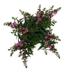 Angelonia Rosa, Topf-Ø 12 Cm, 6er-Set -LECHUZA || Wagner Verkaufsgeschäft 0610103602 Angelonia T12 rosa 6er Set WS 5 95832