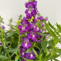 Angelonia 'Trio' Rosa-weiß-lila/blau, Topf-Ø 19 Cm, 2er-Set -LECHUZA || Wagner Verkaufsgeschäft 0610103638 Angelonia Trio T19 rosa weiss blau 2er Set 4 111873