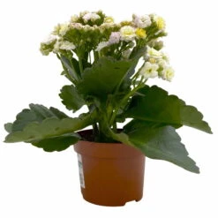 Kalanchoe 'Mozaic', Wechselfarbig, Topf-Ø 12 Cm, Höhe Ca. 22 Cm, 6er-Set -LECHUZA || Wagner Verkaufsgeschäft 0610103650 Outdoor Kalanchoe Mozaic wechselfarbig 6er Set 3 113822