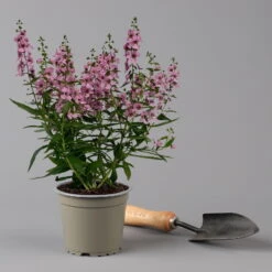 Angelonia Rosa, Topf-Ø 12 Cm, 6er-Set -LECHUZA || Wagner Verkaufsgeschäft 0610103666 Angelonia T12 rosa 6er Set 2 125911