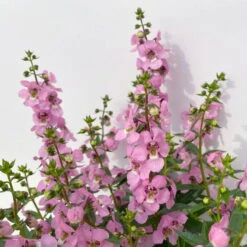 Angelonia Rosa, Topf-Ø 12 Cm, 6er-Set -LECHUZA || Wagner Verkaufsgeschäft 0610103666 Angelonia T12 rosa 6er Set 4 125759
