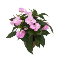 Edellieschen Flieder, Topf -Ø 12 Cm, 6er-Set -LECHUZA || Wagner Verkaufsgeschäft 0610110038 Impatiens NG flieder 1 88496