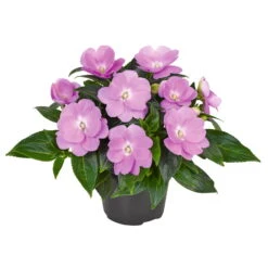 Edellieschen Flieder, Topf -Ø 12 Cm, 6er-Set -LECHUZA || Wagner Verkaufsgeschäft 0610110038 Impatiens T12 13 flieder Set 6Stueck1 74428