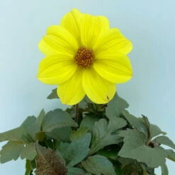 Dahlie 'Happy Days® Yellow', 6er-Set, Gelb, Topf 12/13 Cm Ø -LECHUZA || Wagner Verkaufsgeschäft 0610140112 Dahlia bienenfreundlich Happy Days Yellow 6er Set 4.JPG