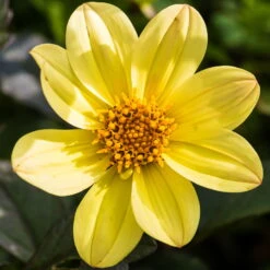 Dahlie 'Happy Days® Yellow', 6er-Set, Gelb, Topf 12/13 Cm Ø -LECHUZA || Wagner Verkaufsgeschäft 0610140112 Dahlia bienenfreundlich T1213 Happy Days Yellow 6er Set WS