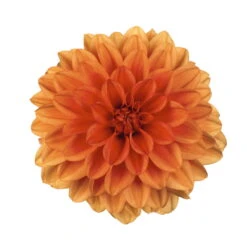 Dahlie 'Hypnotica', Farben Zufällig, Topf-Ø 19 Cm, 2er-Set 32 Dahlie 'Hypnotica', Farben Zufällig, Topf-Ø 19 Cm, 2er-Set -LECHUZA || Wagner Verkaufsgeschäft 0610140124 Dahlia Hybriden Hypnotica 2er Set 10 110149