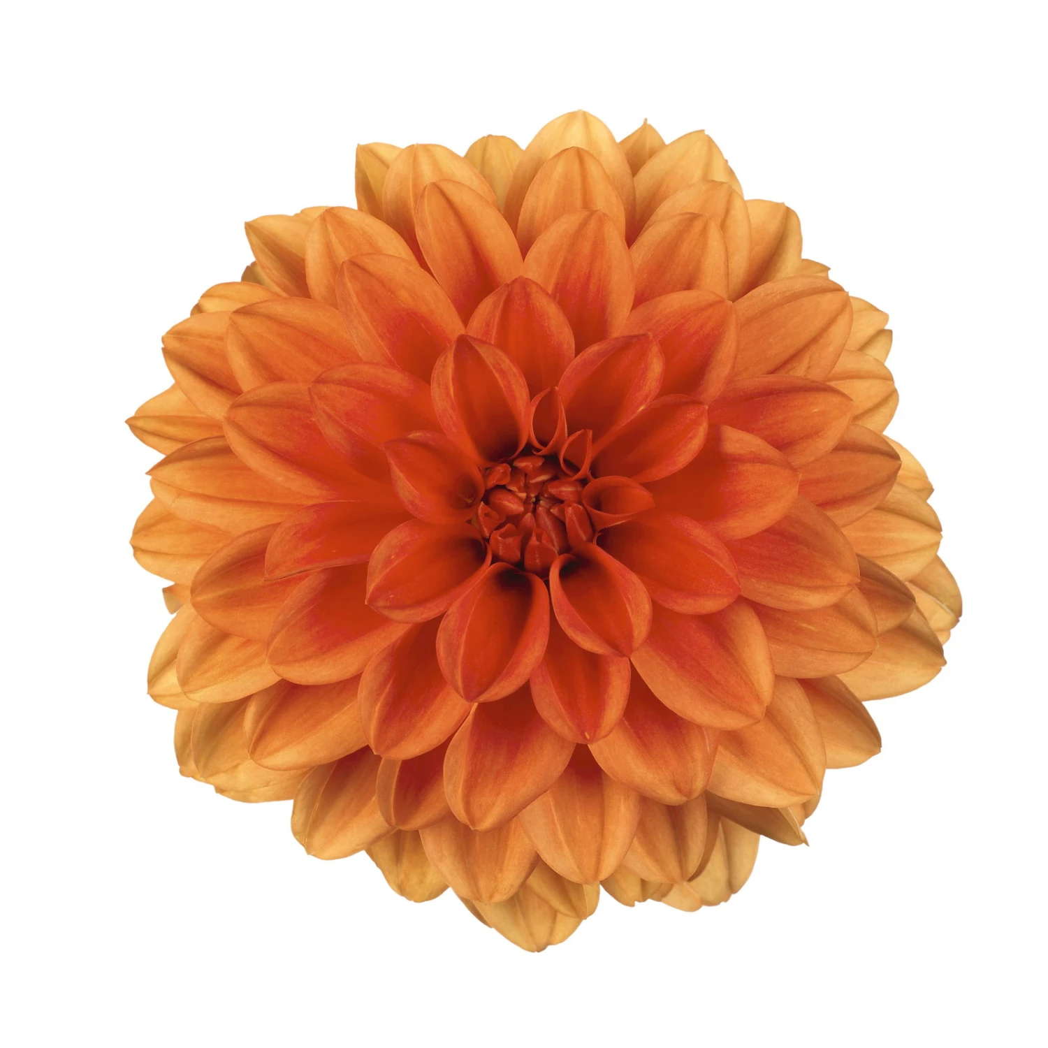 Dahlie 'Hypnotica', Farben Zufällig, Topf-Ø 19 Cm, 2er-Set 13 Dahlie 'Hypnotica', Farben Zufällig, Topf-Ø 19 Cm, 2er-Set – Bild 11