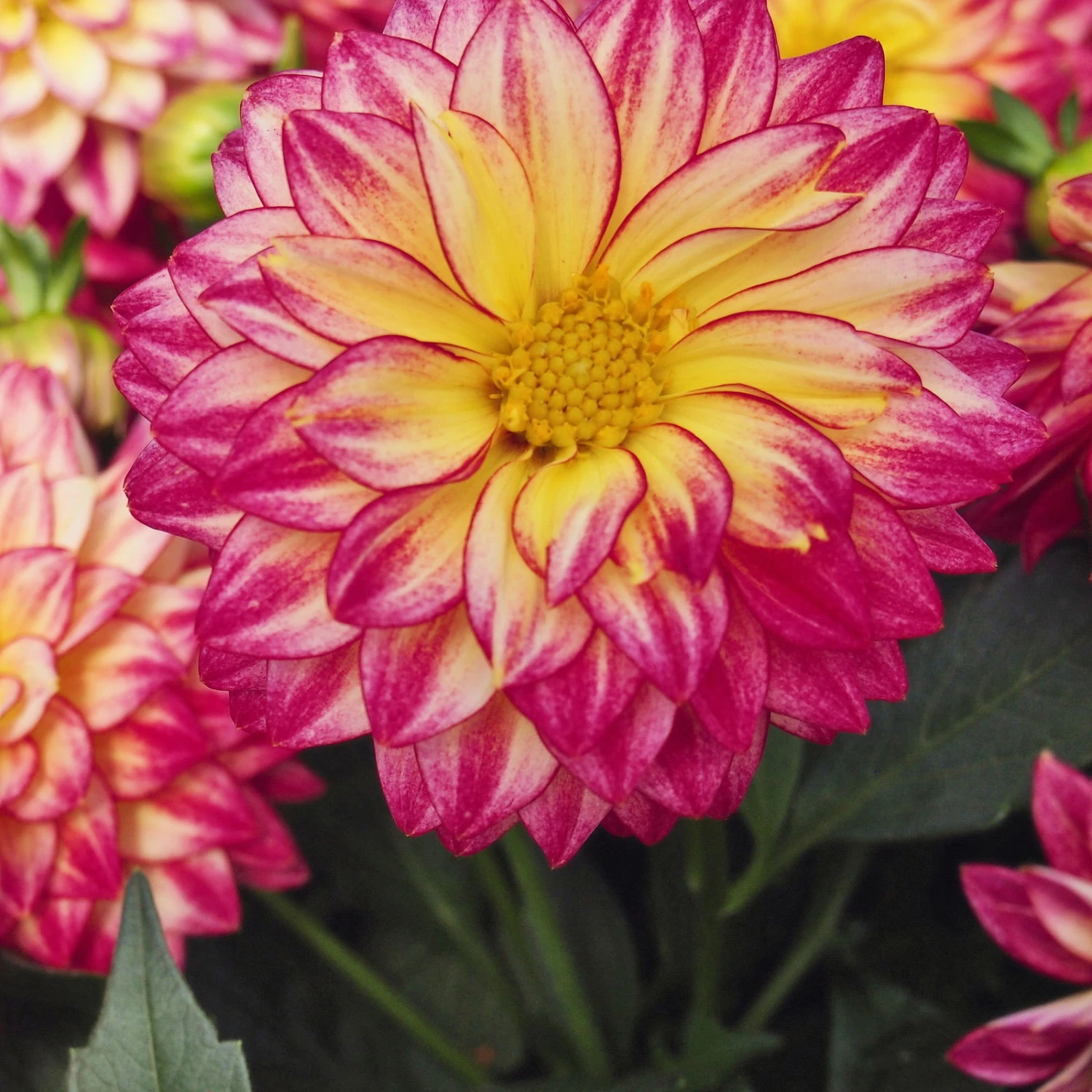 Dahlie 'Hypnotica', Farben Zufällig, Topf-Ø 19 Cm, 2er-Set 14 Dahlie 'Hypnotica', Farben Zufällig, Topf-Ø 19 Cm, 2er-Set – Bild 12