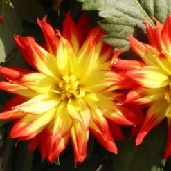 Dahlie 'Hypnotica', Farben Zufällig, Topf-Ø 19 Cm, 2er-Set 34 Dahlie 'Hypnotica', Farben Zufällig, Topf-Ø 19 Cm, 2er-Set -LECHUZA || Wagner Verkaufsgeschäft 0610140124 Dahlia Hybriden Hypnotica 2er Set 12 110151