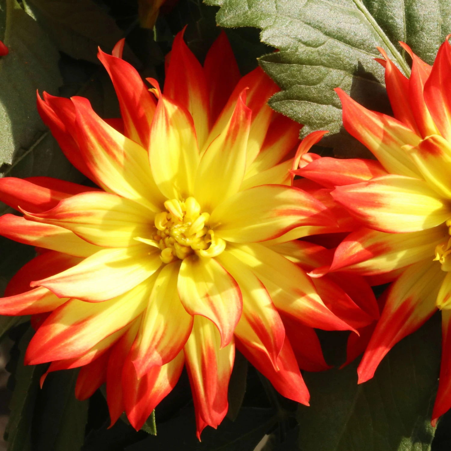 Dahlie 'Hypnotica', Farben Zufällig, Topf-Ø 19 Cm, 2er-Set 15 Dahlie 'Hypnotica', Farben Zufällig, Topf-Ø 19 Cm, 2er-Set – Bild 13