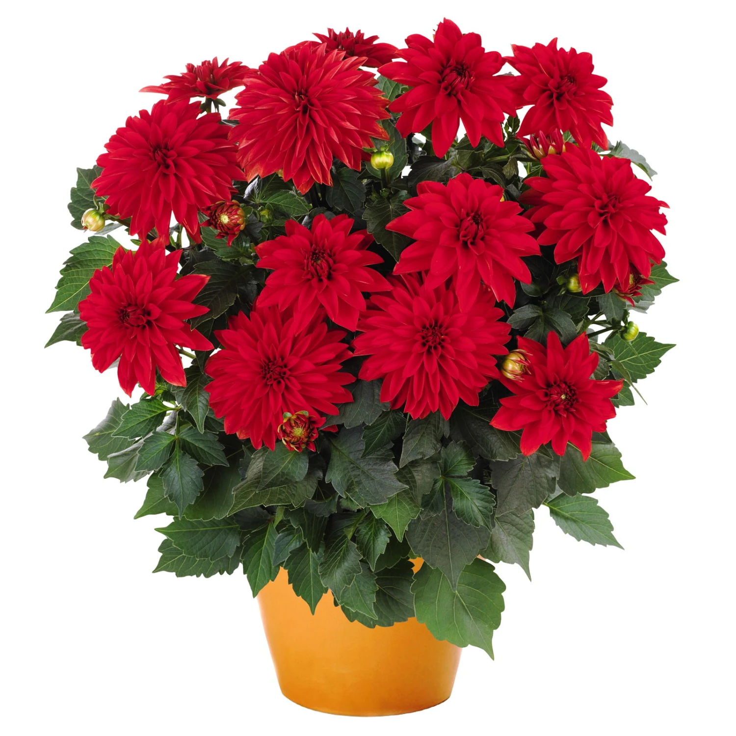 Dahlie 'Hypnotica', Farben Zufällig, Topf-Ø 19 Cm, 2er-Set 4 Dahlie 'Hypnotica', Farben Zufällig, Topf-Ø 19 Cm, 2er-Set – Bild 2