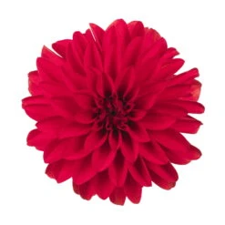 Dahlie 'Hypnotica', Farben Zufällig, Topf-Ø 19 Cm, 2er-Set 24 Dahlie 'Hypnotica', Farben Zufällig, Topf-Ø 19 Cm, 2er-Set -LECHUZA || Wagner Verkaufsgeschäft 0610140124 Dahlia Hybriden Hypnotica 2er Set 2 110141