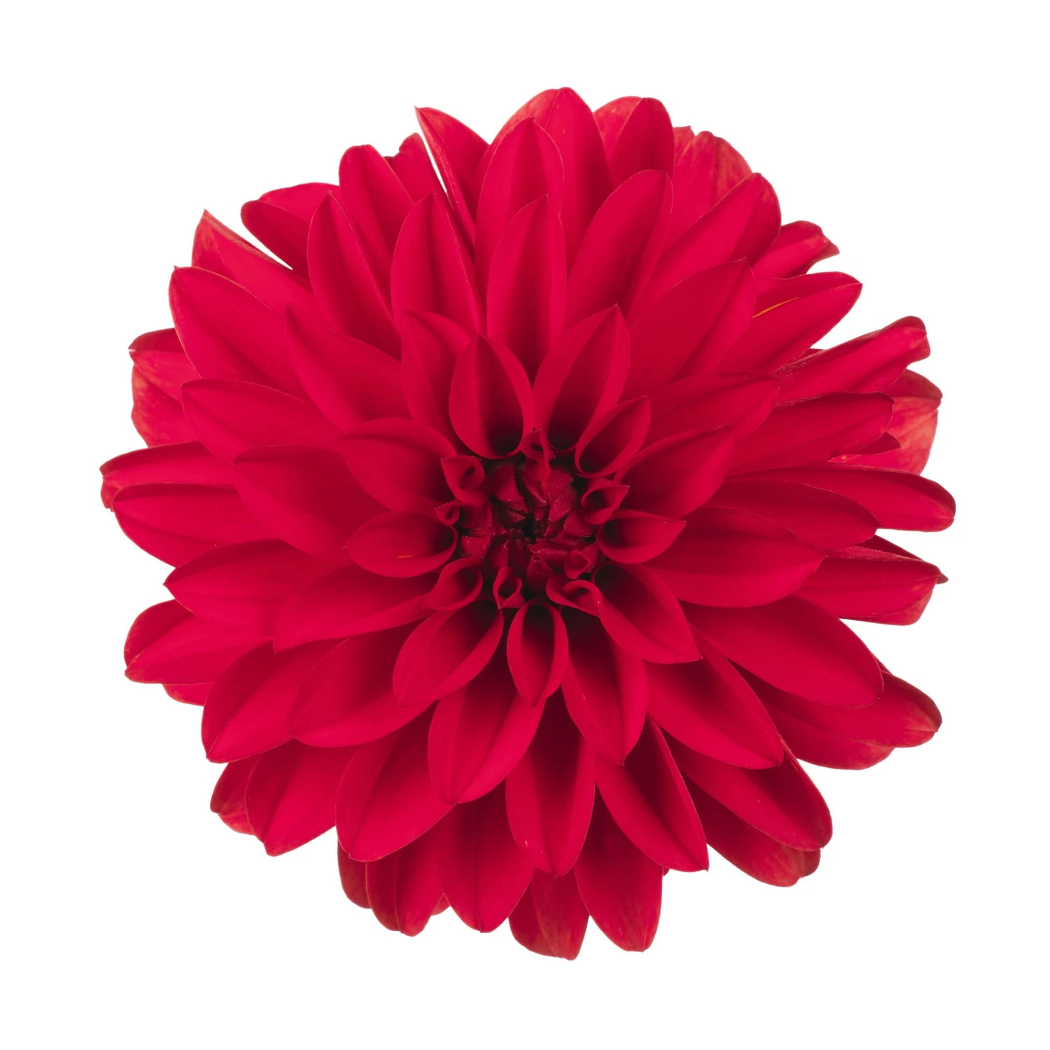 Dahlie 'Hypnotica', Farben Zufällig, Topf-Ø 19 Cm, 2er-Set 5 Dahlie 'Hypnotica', Farben Zufällig, Topf-Ø 19 Cm, 2er-Set – Bild 3