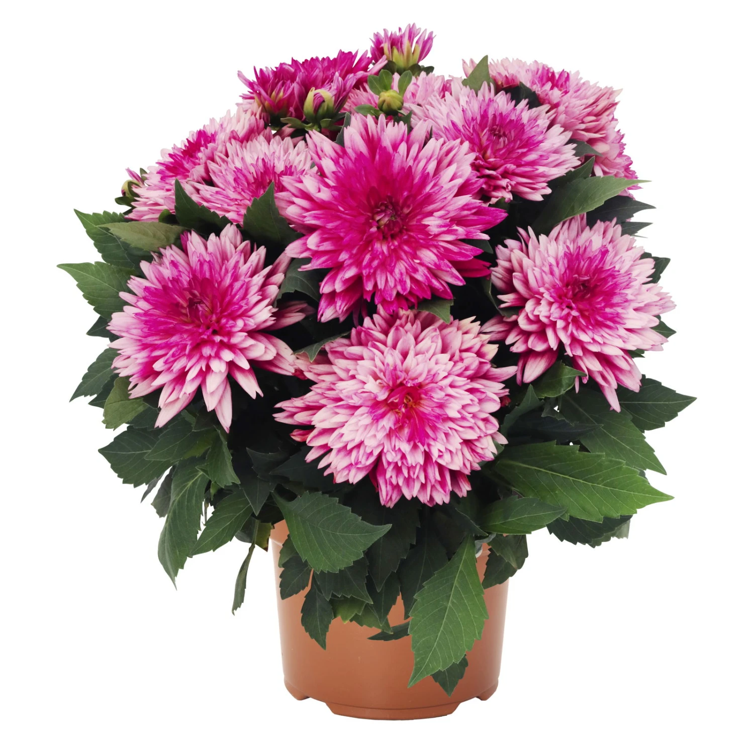 Dahlie 'Hypnotica', Farben Zufällig, Topf-Ø 19 Cm, 2er-Set 6 Dahlie 'Hypnotica', Farben Zufällig, Topf-Ø 19 Cm, 2er-Set – Bild 4