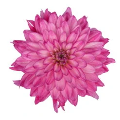 Dahlie 'Hypnotica', Farben Zufällig, Topf-Ø 19 Cm, 2er-Set 26 Dahlie 'Hypnotica', Farben Zufällig, Topf-Ø 19 Cm, 2er-Set -LECHUZA || Wagner Verkaufsgeschäft 0610140124 Dahlia Hybriden Hypnotica 2er Set 4 110143