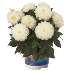 Dahlie 'Hypnotica', Farben Zufällig, Topf-Ø 19 Cm, 2er-Set 27 Dahlie 'Hypnotica', Farben Zufällig, Topf-Ø 19 Cm, 2er-Set -LECHUZA || Wagner Verkaufsgeschäft 0610140124 Dahlia Hybriden Hypnotica 2er Set 5 110144