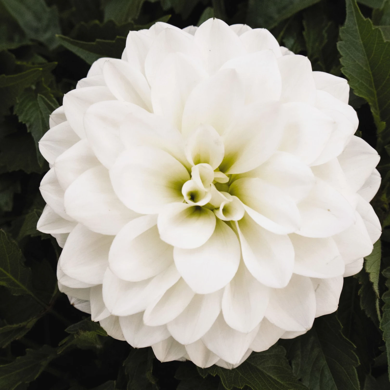 Dahlie 'Hypnotica', Farben Zufällig, Topf-Ø 19 Cm, 2er-Set 9 Dahlie 'Hypnotica', Farben Zufällig, Topf-Ø 19 Cm, 2er-Set – Bild 7