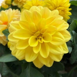 Dahlie 'Hypnotica', Farben Zufällig, Topf-Ø 19 Cm, 2er-Set 29 Dahlie 'Hypnotica', Farben Zufällig, Topf-Ø 19 Cm, 2er-Set -LECHUZA || Wagner Verkaufsgeschäft 0610140124 Dahlia Hybriden Hypnotica 2er Set 7 110146