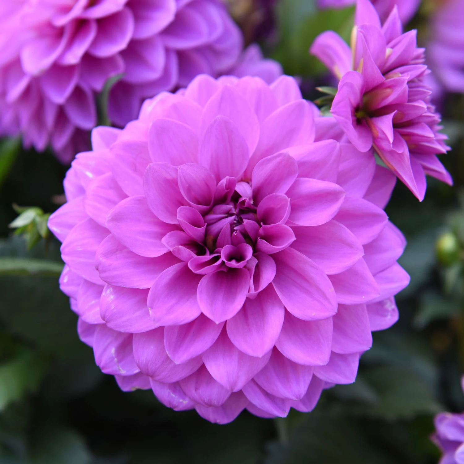 Dahlie 'Hypnotica', Farben Zufällig, Topf-Ø 19 Cm, 2er-Set 11 Dahlie 'Hypnotica', Farben Zufällig, Topf-Ø 19 Cm, 2er-Set – Bild 9