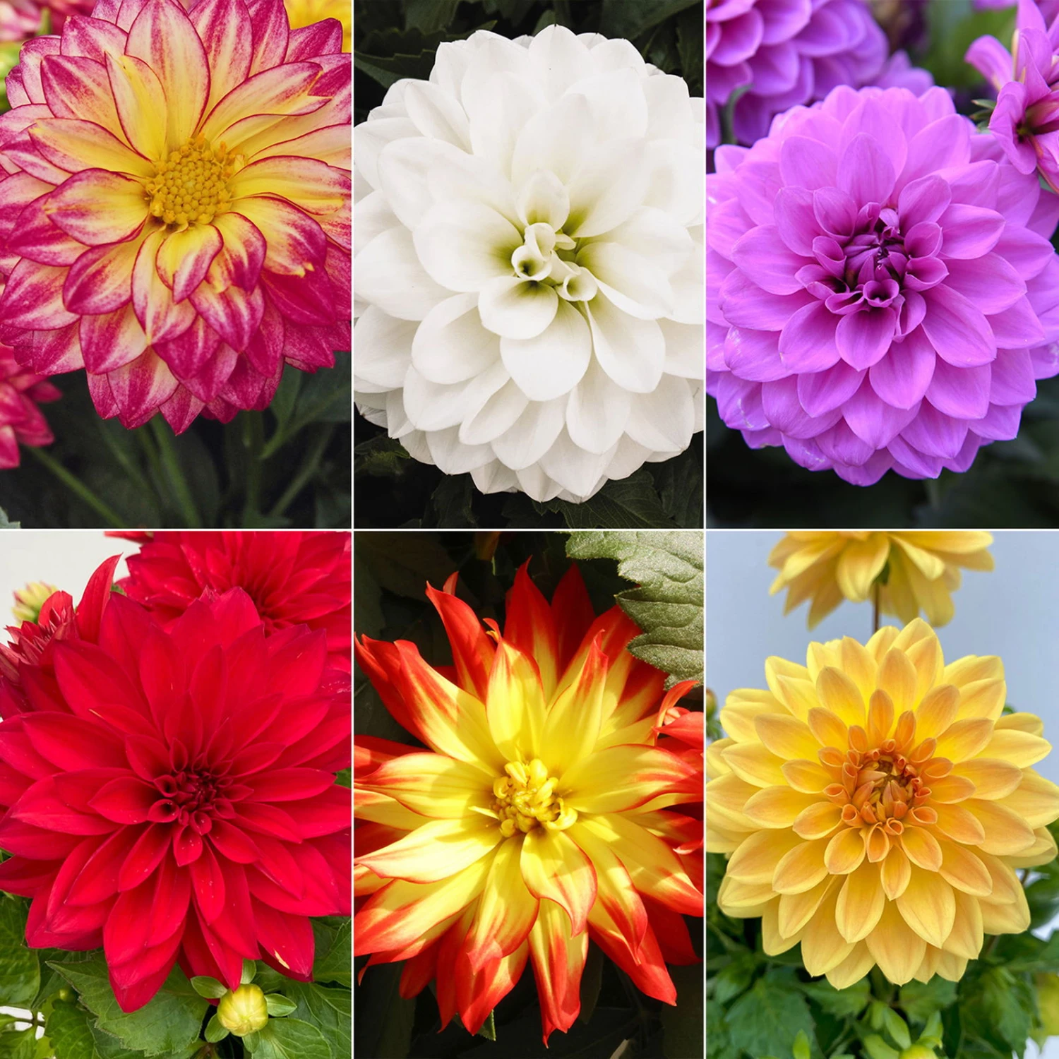 Dahlie 'Hypnotica', Farben Zufällig, Topf-Ø 19 Cm, 2er-Set 3 Dahlie 'Hypnotica', Farben Zufällig, Topf-Ø 19 Cm, 2er-Set