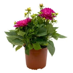 Dahlie 'Hypnotica', Farben Zufällig, Topf-Ø 19 Cm, 2er-Set 35 Dahlie 'Hypnotica', Farben Zufällig, Topf-Ø 19 Cm, 2er-Set -LECHUZA || Wagner Verkaufsgeschäft 0610140124 Dahlia Hybriden T19 in Farben Hypnotica 2er Set 1 110319