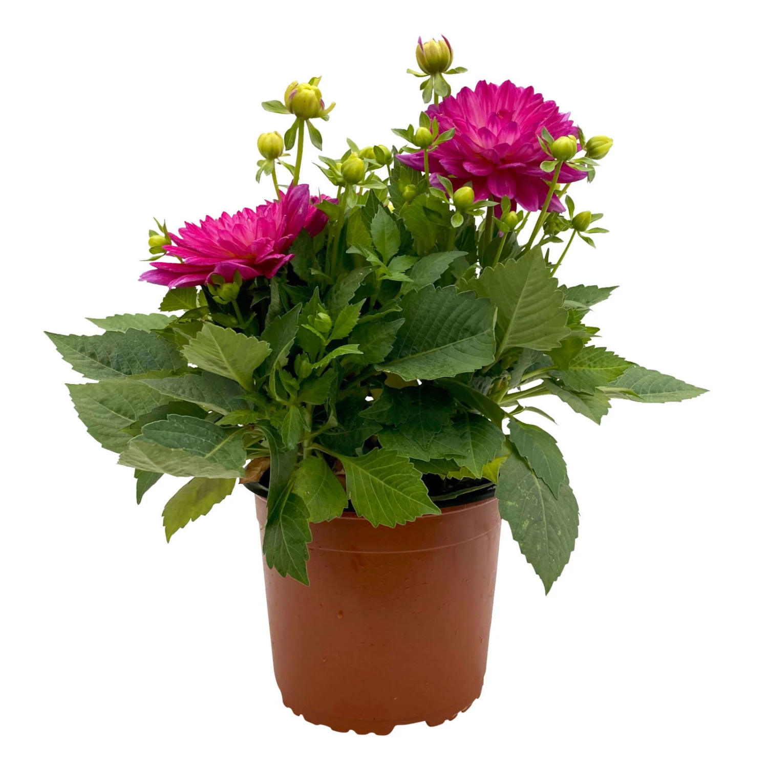 Dahlie 'Hypnotica', Farben Zufällig, Topf-Ø 19 Cm, 2er-Set 16 Dahlie 'Hypnotica', Farben Zufällig, Topf-Ø 19 Cm, 2er-Set – Bild 14