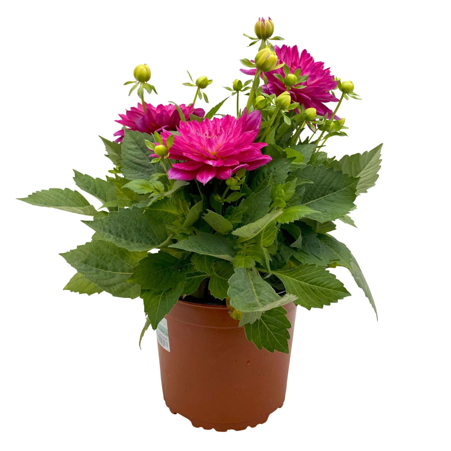 Dahlie 'Hypnotica', Farben Zufällig, Topf-Ø 19 Cm, 2er-Set 17 Dahlie 'Hypnotica', Farben Zufällig, Topf-Ø 19 Cm, 2er-Set – Bild 15