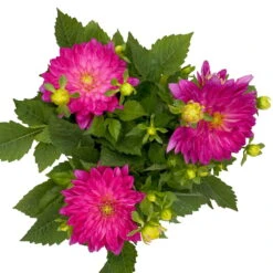 Dahlie 'Hypnotica', Farben Zufällig, Topf-Ø 19 Cm, 2er-Set 37 Dahlie 'Hypnotica', Farben Zufällig, Topf-Ø 19 Cm, 2er-Set -LECHUZA || Wagner Verkaufsgeschäft 0610140124 Dahlia Hybriden T19 in Farben Hypnotica 2er Set 3 110321