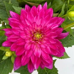 Dahlie 'Hypnotica', Farben Zufällig, Topf-Ø 19 Cm, 2er-Set 38 Dahlie 'Hypnotica', Farben Zufällig, Topf-Ø 19 Cm, 2er-Set -LECHUZA || Wagner Verkaufsgeschäft 0610140124 Dahlia Hybriden T19 in Farben Hypnotica 2er Set 4 110152