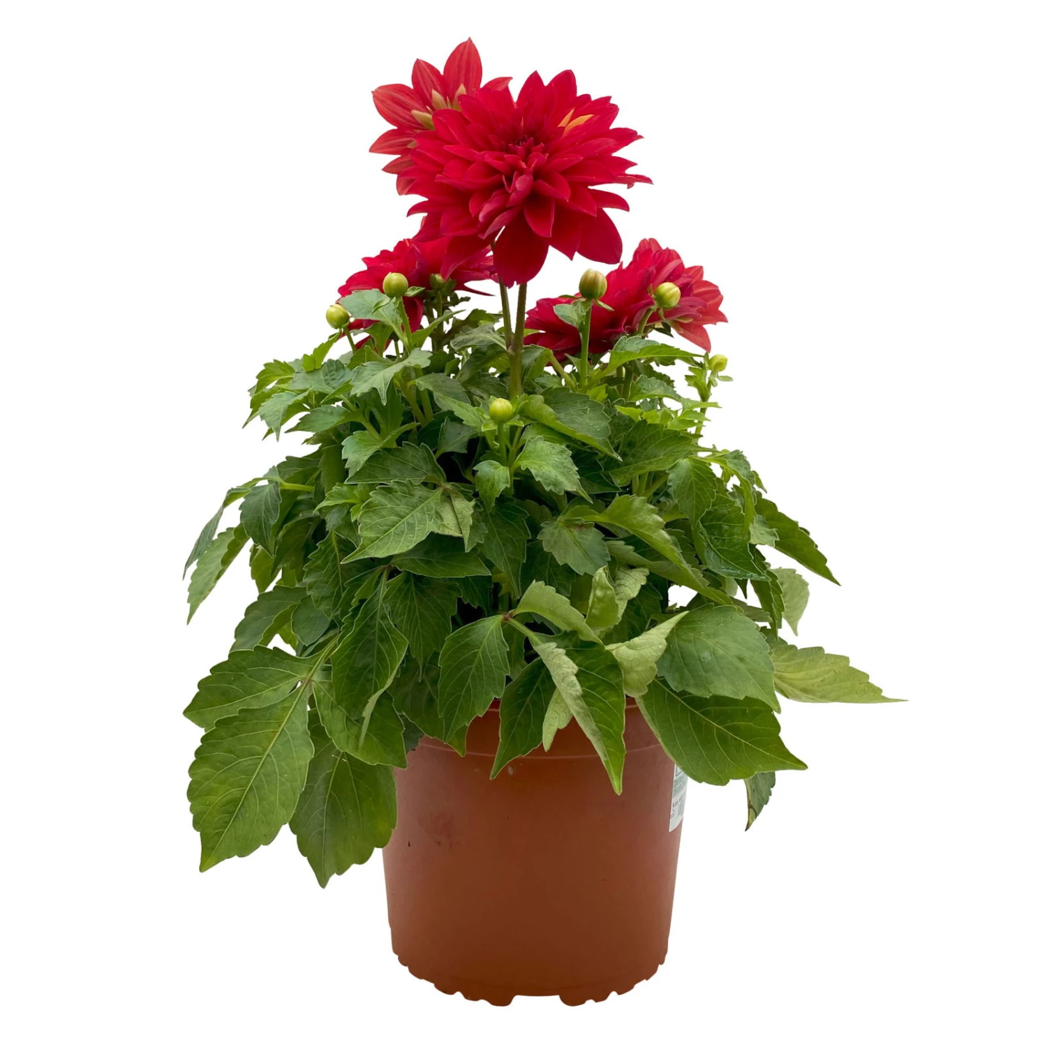 Dahlie 'Hypnotica', Farben Zufällig, Topf-Ø 19 Cm, 2er-Set 20 Dahlie 'Hypnotica', Farben Zufällig, Topf-Ø 19 Cm, 2er-Set – Bild 18