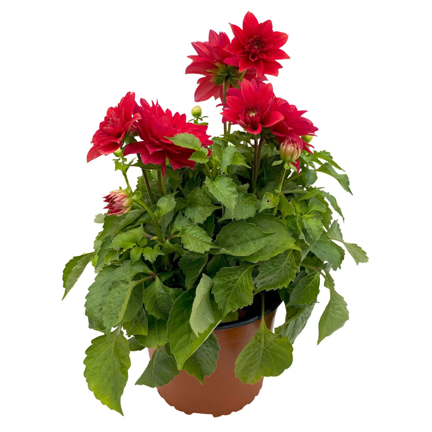 Dahlie 'Hypnotica', Farben Zufällig, Topf-Ø 19 Cm, 2er-Set 21 Dahlie 'Hypnotica', Farben Zufällig, Topf-Ø 19 Cm, 2er-Set – Bild 19